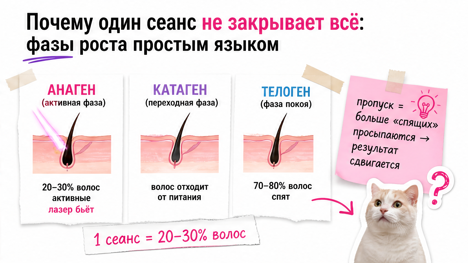 Схема фаз роста волос и почему один пропуск сеанса не обнуляет курс лазерной эпиляции