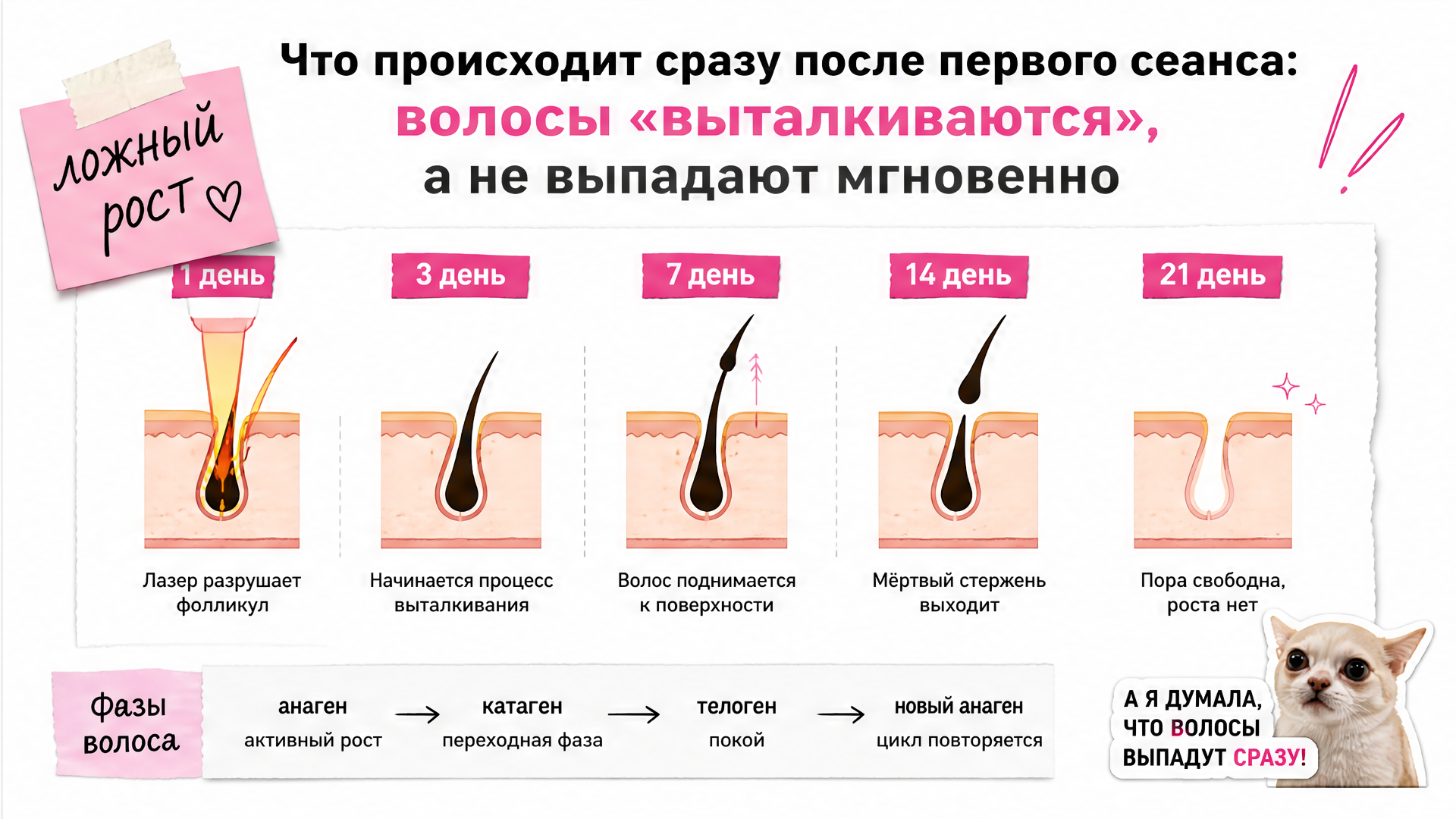 Схема ложного роста: разрушенный фолликул выталкивает мёртвый стержень в первые 10–14 дней после сеанса