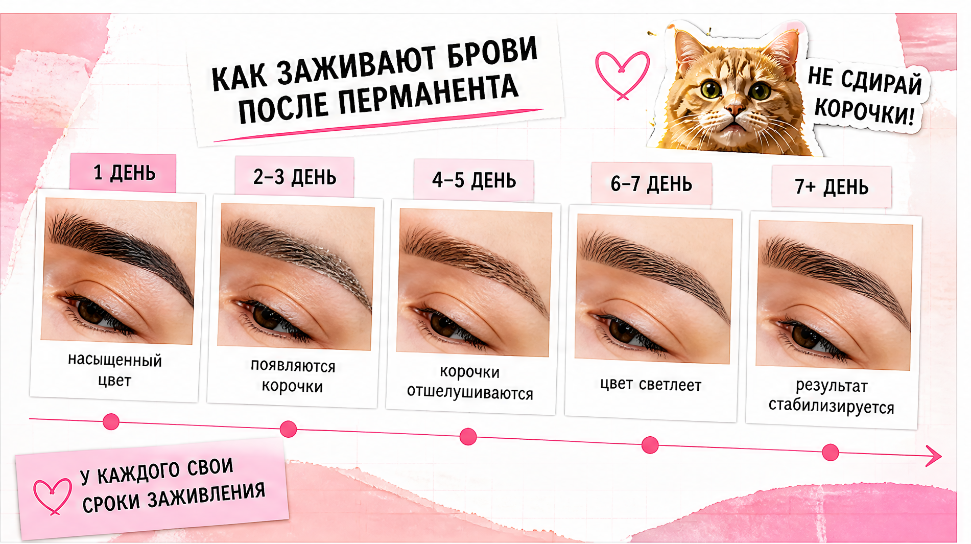 Схема заживления перманента бровей: корочки, шелушение и оседание пигмента по дням